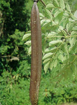 เพกา Oroxylum indicum (L.) Vent.<br/>BIGNONIACEAE